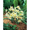 Tulipan Turkestanica - opak. 5 szt.