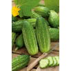 Ogórek Edyp F1 - NANO-GRO - 30% większe zbiory