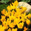 Krokus Żółty - 10 szt.