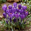 Krokus Blue Ocean - 10 szt.