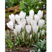 Krokus Ice Queen - 10 szt.