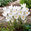 Krokus Ivory Princess - GIGA paczka! - 500 szt.