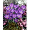 Krokus Fioletowy - 10 szt.