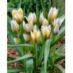 Tulipan Little Star - 5 szt.