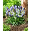Szafirek Mix - Muscari Mix - duża paczka! - 100 szt.
