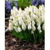 Szafirek White Magic - GIGA paczka! - 500 szt.