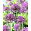 Czosnek ozdobny Violet Beauty - 3 szt.