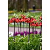 Korona Cesarska - Red Beauty - GIGA paczka! - 50 szt.