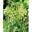 Szachownica perska - Ivory Bells