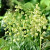 Szachownica perska - Ivory Bells