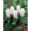 Hiacynt White Pearl - 3 szt.