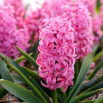 Hiacynt Scarlet Pearl - 3 szt.