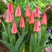 Tulipan Adele Duttweiler - 5 szt.
