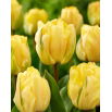 Tulipan Akebono - duża paczka! - 50 szt.