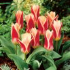 Tulipan Ancilla - 5 szt.