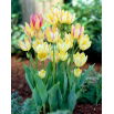 Tulipan Antoinette - 5 szt.