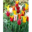 Tulipan liliokształtny mix - Lilyflowering mix - GIGA paczka! - 250 szt.