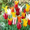 Tulipan liliokształtny mix - Lilyflowering mix - duża paczka! - 50 szt.