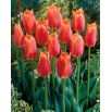 Tulipan Big Brother - duża paczka! - 50 szt.