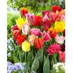 Tulipan strzępiasty mix - Fringed mix - GIGA paczka! - 250 szt.