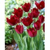 Tulipan Pacific Pearl - 5 szt.