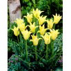Tulipan Cistula - 5 szt.