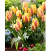 Tulipan City Flower - 5 szt.