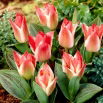 Tulipan Czaar Peter - 5 szt.