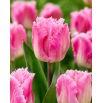 Tulipan Dallas - GIGA paczka! - 250 szt.
