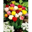 Tulipan pełny mix - Double mix - GIGA paczka! - 250 szt.