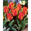 Tulipan Engadin - 5 szt.