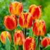 Tulipan Fringed Solstice - 5 szt.