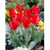 Tulipan Giant Parrot - GIGA paczka! - 250 szt.