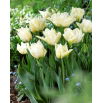 Tulipan Global Desire - duża paczka! - 50 szt.
