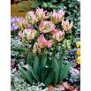Tulipan Green Wave - 5 szt.