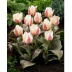 Tulipan Haute Couture - 5 szt.