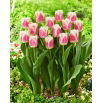 Tulipan Hawaii - GIGA paczka! - 250 szt.