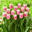 Tulipan Hawaii - GIGA paczka! - 250 szt.