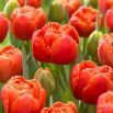 Tulipan Icoon - 5 szt.