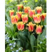 Tulipan Joint Devision - GIGA paczka! - 250 szt.