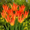 Tulipan Lilyfire - duża paczka! - 50 szt.