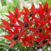 Tulipan Lizzy - 5 szt.