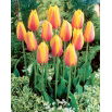 Tulipan Long Lady - 5 szt.