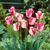 Tulipan Mata Hari - 5 szt.