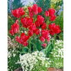 Tulipan Merry Go Round - 5 szt.