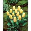 Tulipan Mieke Telkamp - 5 szt.