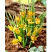 Tulipan orphanidea Flava - 5 szt.