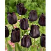 Tulipan Paul Scherer - 5 szt.