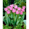 Tulipan Picture - duża paczka! - 50 szt.