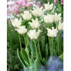 Tulipan White Liberstar - 5 szt.